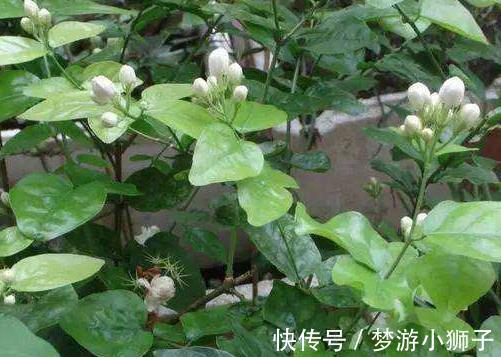 茉莉花不会养，教你4招小技巧，扦插生根快养护更简单