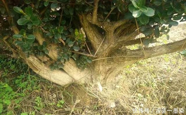 野外一种“脱皮木桩”称为“富贵之木”,养成盆栽,价格让人窃喜!