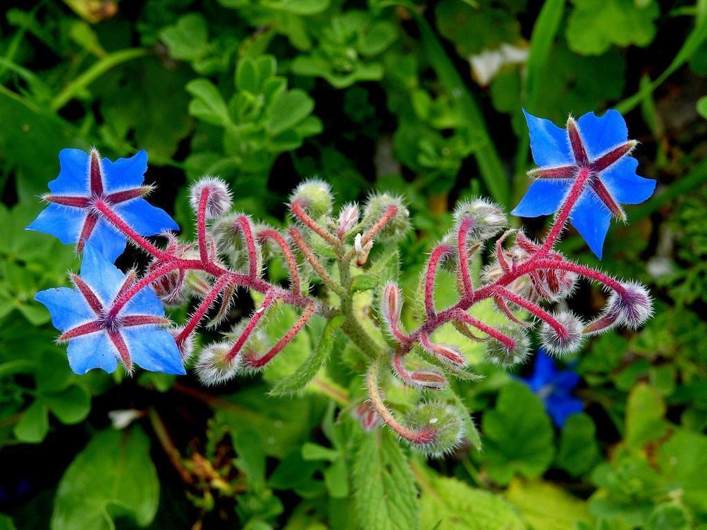 此花被称为勇气之花，还可以用在菜肴里面，花朵小巧可爱