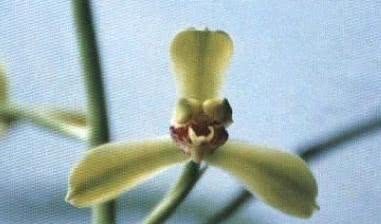 蕙兰老八种都有谁?除了常见的程梅和大一品,其他六种是什么?