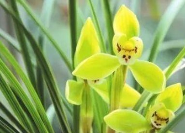 兰花最爱吃“垃圾”,吃完花芽蹭蹭长,不到30天就爆盆!