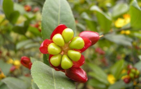 喜欢养花,不如养盆黄梅,开花色香俱全,花期还长,超美