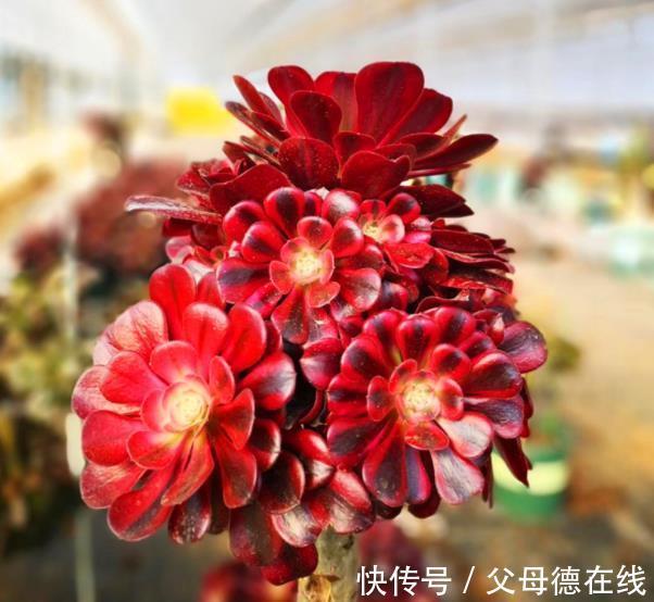 秋冬养多肉法师,教你2个小技巧,猛长新芽,养成漂亮手捧花