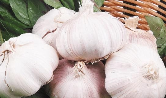 长芽|吃不完的大蒜容易长芽教你1“妙招”,1年都不会坏掉,太实用