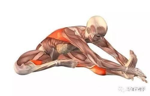 瑜伽毯|瑜伽体式精讲第26式:头碰膝前屈伸展坐式