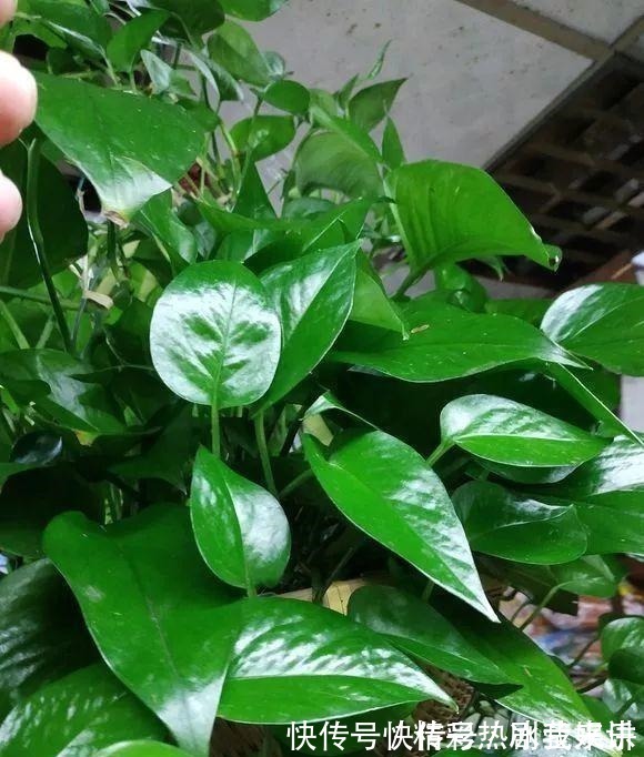 偏方|悄悄告诉你,学会4个老花农的养花“偏方”,家里花卉“嗖嗖长”