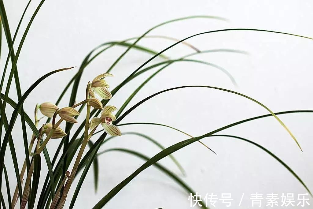 封闭式阳台也能养出一屋子的兰花,光照和湿度管理很重要!