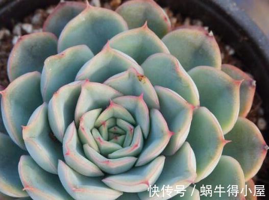 超级简单的几个防虫小妙招,让蚧壳虫和小黑飞无法接近你的多肉