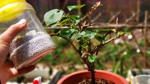 三角梅开败了?狠狠心,用3个“高招”,挤满新枝芽,又爆二茬花