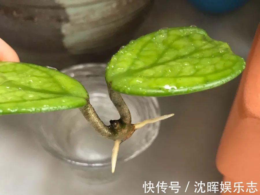 非洲堇|这花送人，只用送一片叶子，插土就活不心疼！