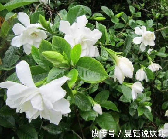 湿润|家养栀子花，关键在3点，不黄叶掉叶，年年开花，花开爆满盆！