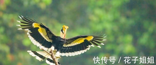 西双版纳|神奇动物在哪里热带雨林告诉你！神奇动物在哪里热带雨林告诉你！