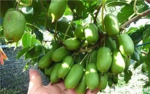 阳台别只养花,种一棵果树,“落土”就生根,果子香甜可口