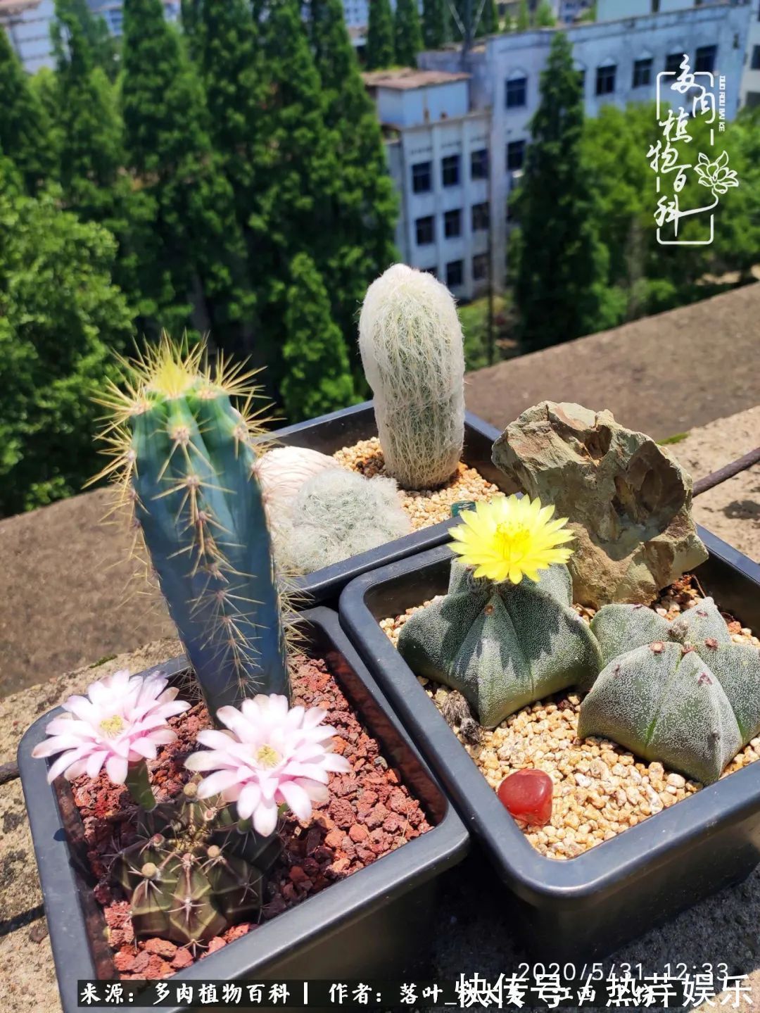 红太阳|养多肉秋天景天坑，夏天球球坑，人生百味都想尝！