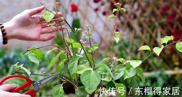 修剪|喜欢养花，先戒掉7个坏习惯，不然啥花也养不好，你占了几个？