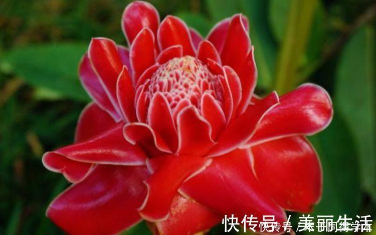 几款漂亮花，好打理，易爆盆，阵阵花香，花朵大