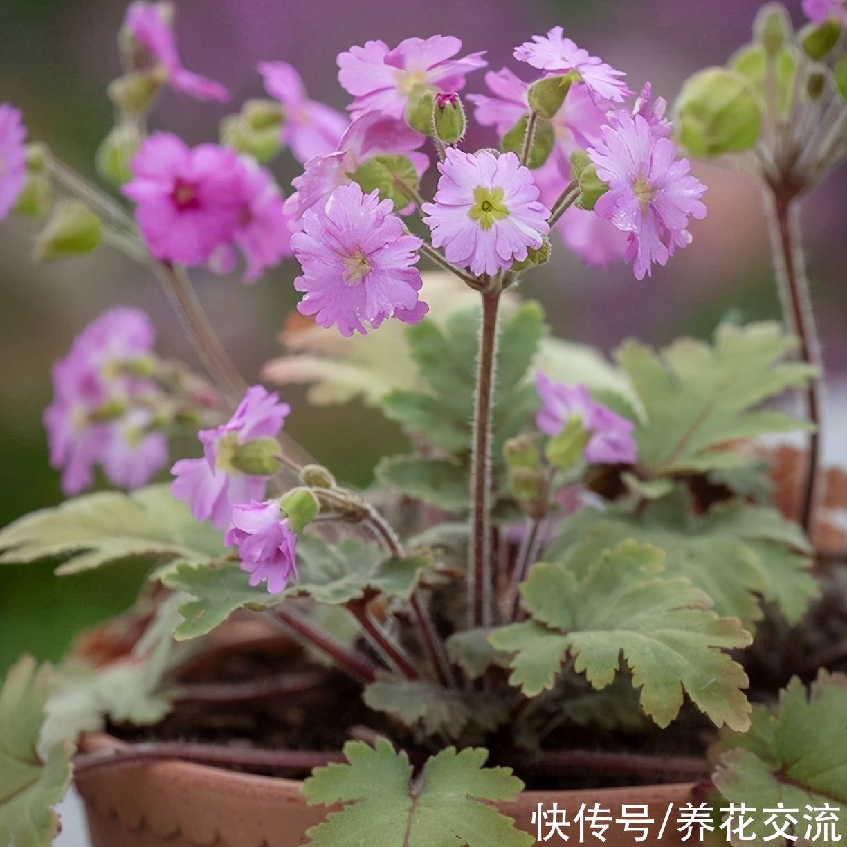 过年时分大受欢迎的报春花，度夏难，但依旧有一大帮喜爱它的人