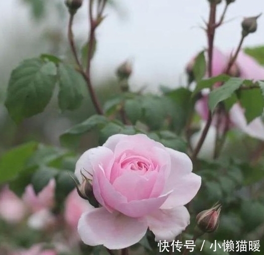 新叶|月季新芽枯萎、畸形怎么回事,打药治疗时,这些值得注意