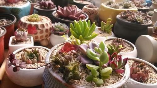 春天养多肉，3月“四预防”，多肉长得精神，“无病无虫”状态棒