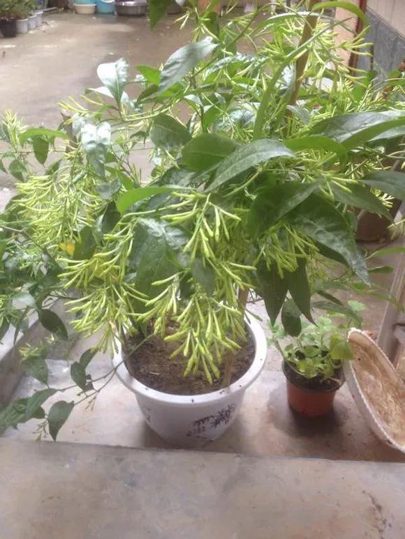 卧室里放4种花,身体越来越差!快搬到阳台去!