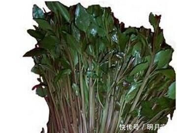 这种植物是醒脑圣药,但却也是“新型罂粟”,很多人竟然当蔬菜吃