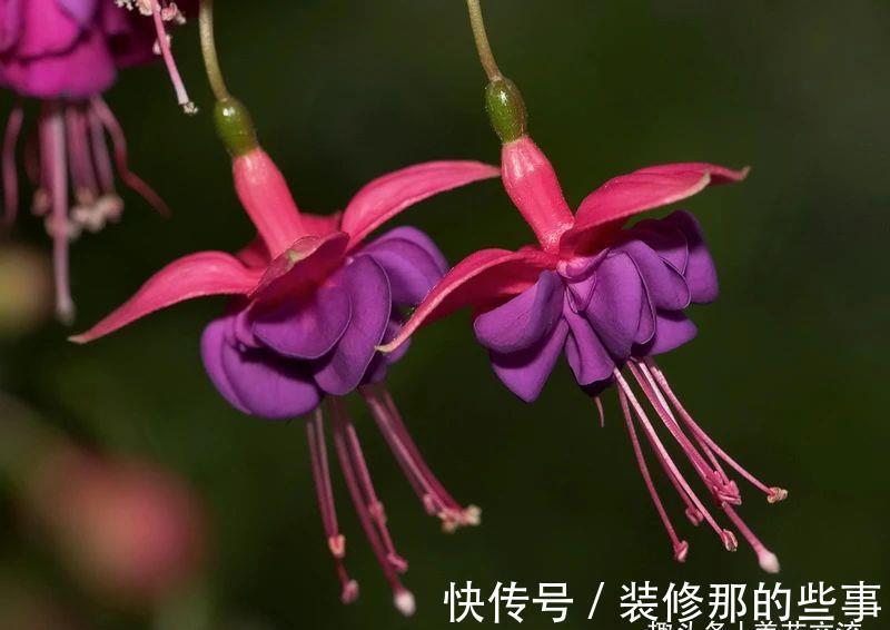 倒挂金钟|刚买的倒挂金钟盆栽如何服盆,怎么才能让它安全度夏?