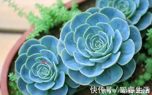 养护|推荐6款多肉植物,皮实又好养,是家庭盆栽佳品,适合新手!