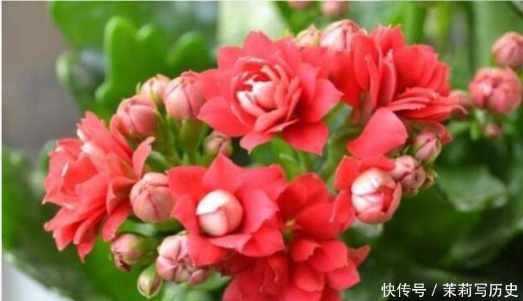 5种漂亮花,花开不断,黄绿交辉,绚丽多彩