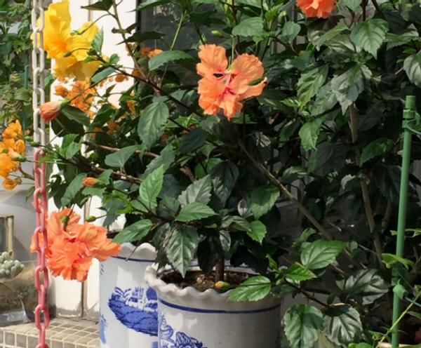 养花会用到这3种药,所以过期了也别丢弃