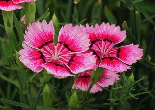 几种花最喜欢水,越浇水越欢快,几个月就能挤“爆盆”