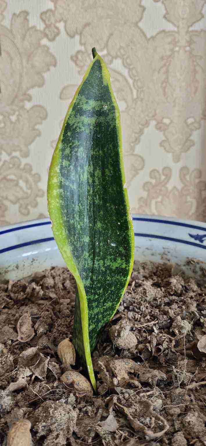 剪片叶子,放土里就能长出一盆,这4种花养到就是赚到!