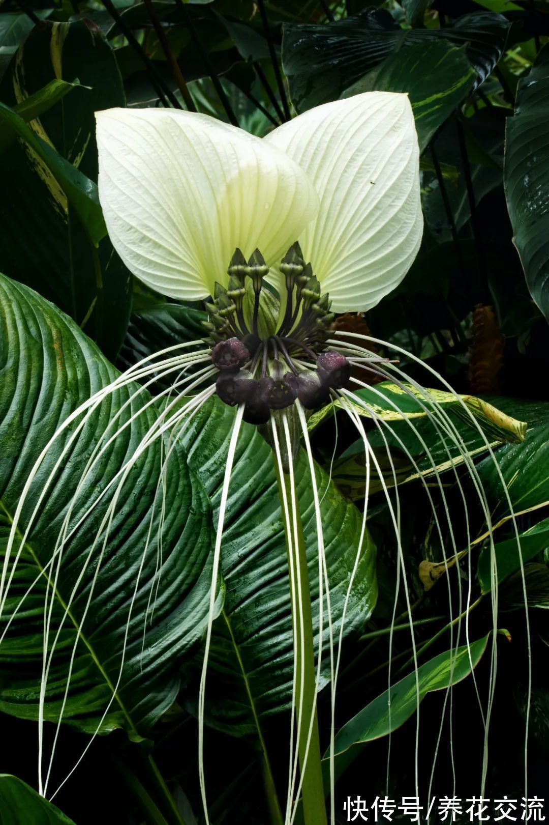 5种长相奇特的开花植物，南北地区都有合适的品种可选