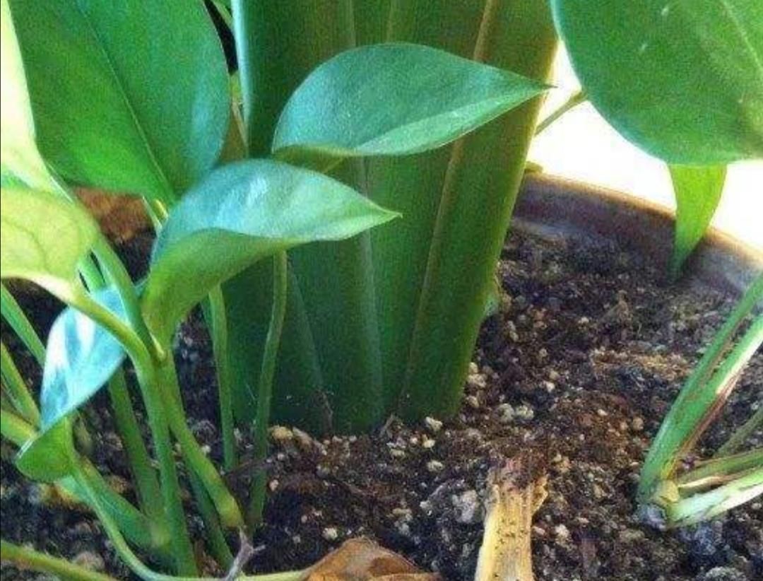 害虫|夏天养花，花盆里小虫子多，6种除虫“小技巧”，一学就会