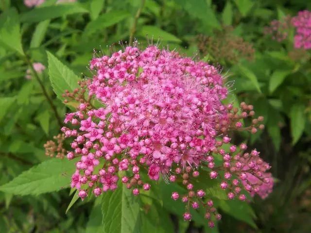 142种·开花植物，你认识几种？