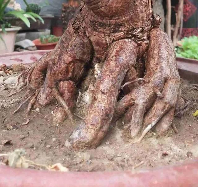 金枝玉叶拔起来养,造型惊人,身价能翻几百倍