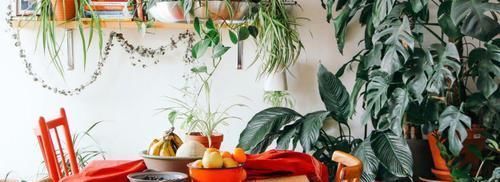 养死|这9个养护误区,导致很多人的盆栽养死,你做错了哪点了