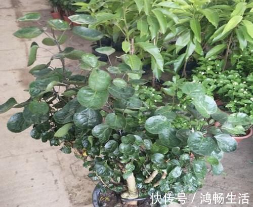 寓意|独特的“三种花”,过年时养2盆,寓意招财、旺运,枝叶好看!