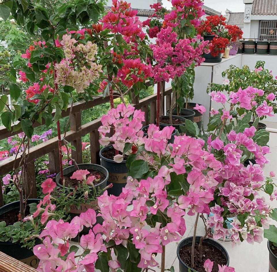 三角梅叶子“卷曲”、不开花学会这几招，叶子嗖嗖冒，花朵爆盆