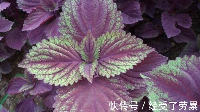 紫苏|1种叶子全身是宝，开水里泡一泡，肝炎、肝硬化、脂肪肝通通打倒