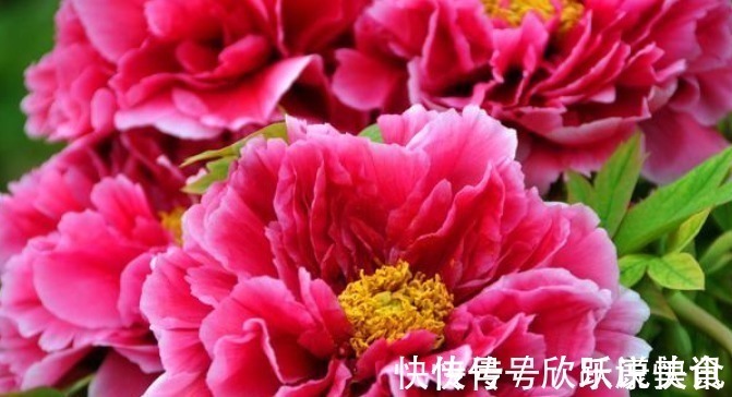 “4种花”一定要养,寓意新一年红红火火,蒸蒸日上,幸福满满!