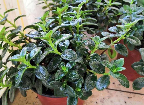 花土|入冬后,怎么养好金鱼花注意前4点就能叶片油绿、花开满盆