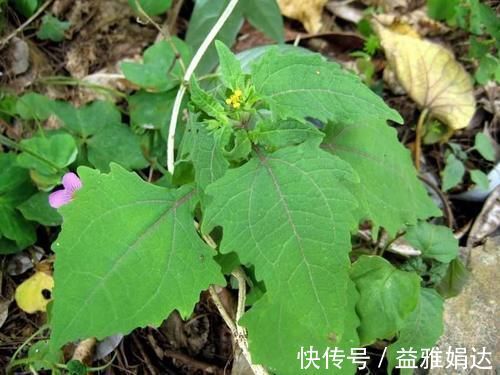 本经|乡下这种杂草，农民很厌烦，却不知对身体有这些好处