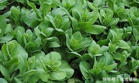 此青菜要少吃,没营养还伤身,却有很多人不清楚,快来了解下