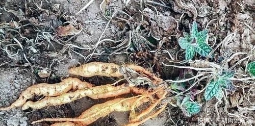 农村一野草，人称“蜜罐”，根价值不输人参，长在路边少人识