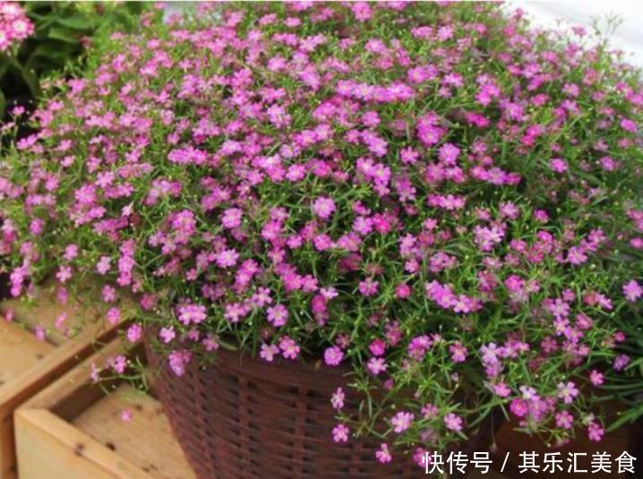 4种花超漂亮,个个美出状态,好养又漂亮,开花一茬又一茬