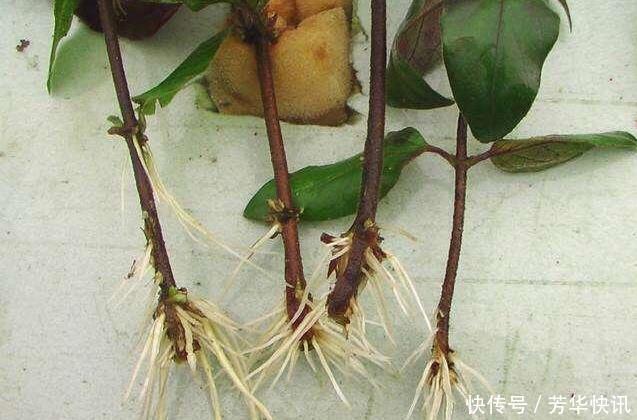 插枝|这花插枝即活,一年爬满阳台,花可泡茶喝,清火明目