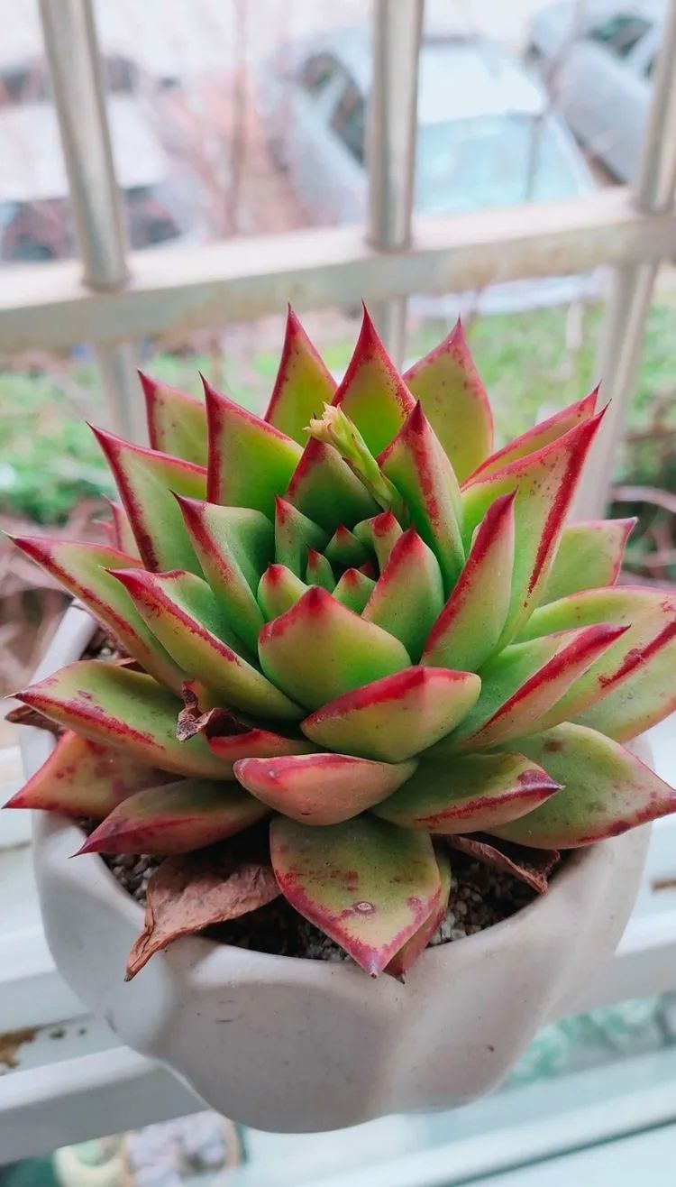 爱自己、爱家人、爱生活、爱多肉,因为有爱我便无惧风浪!