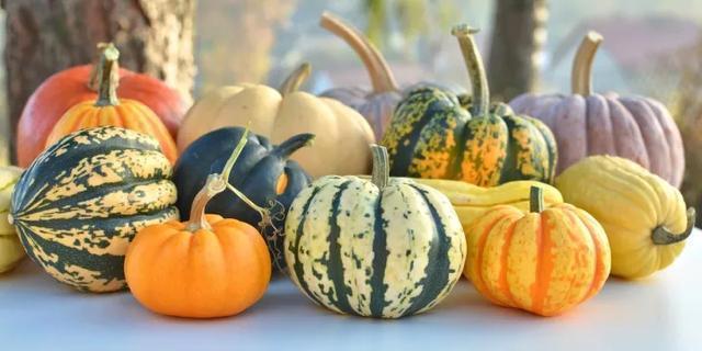 阳台种盆菜,比花还好看,结果还能吃,别提多美了