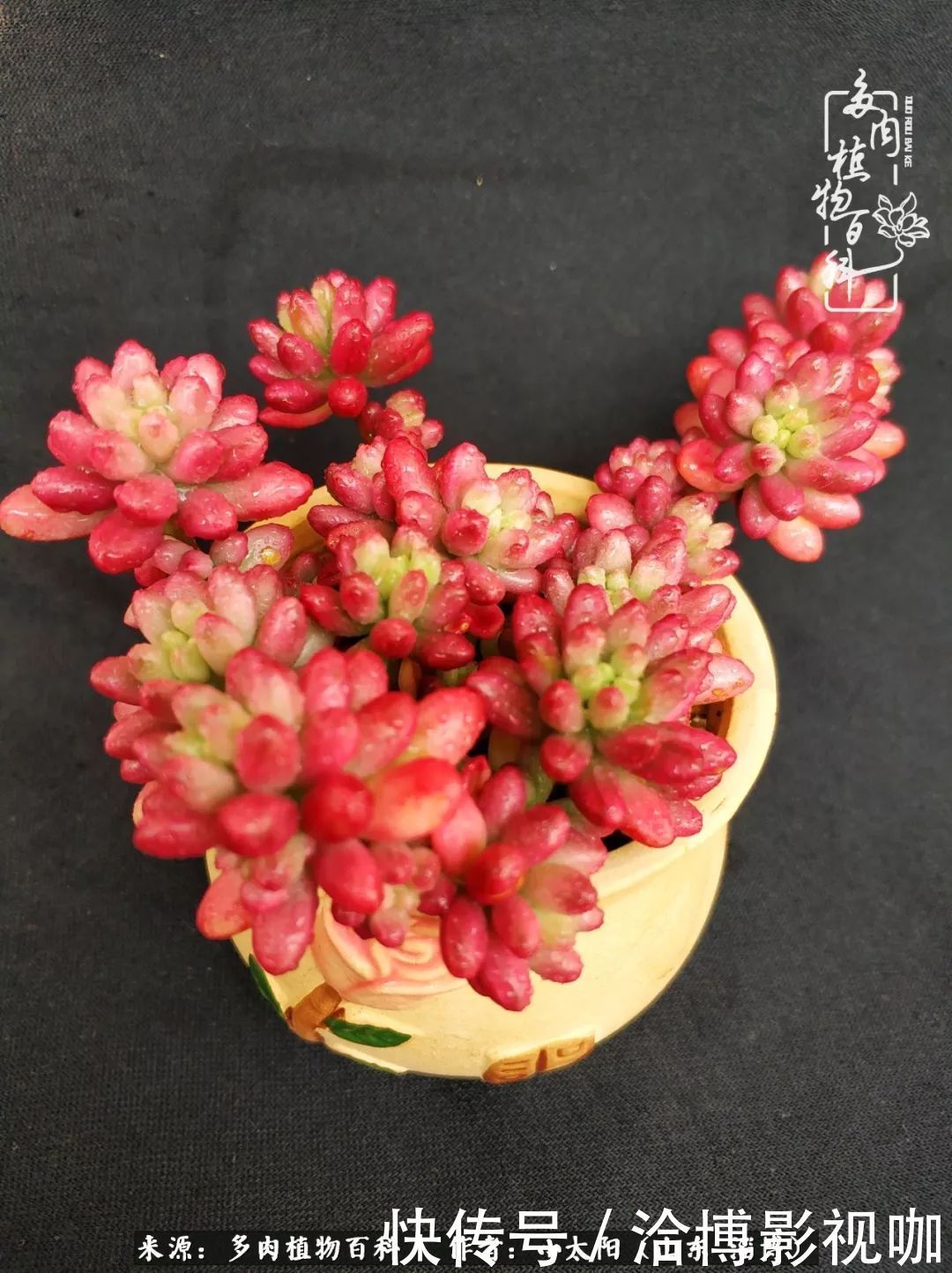 小苗|脱坑一年,最后发现自己生活里始终离不开多肉!