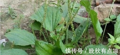 马齿笕|5种让人头疼的“害草”,个个都是“抗癌王”,比蒲公英好100倍